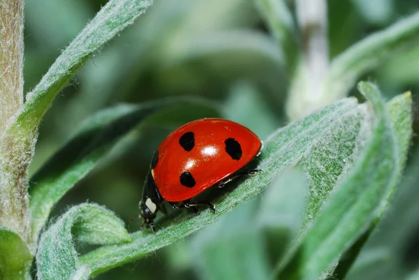Ladybug downhill — Stock Photo, Image