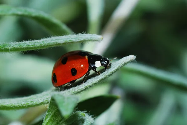 Kumbang kecil di ujung daun — Stok Foto