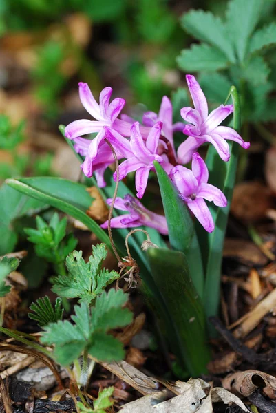 Hyacinth světle fialový — Stock fotografie