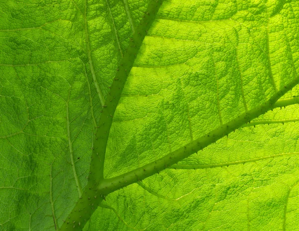 stock image Gunnera