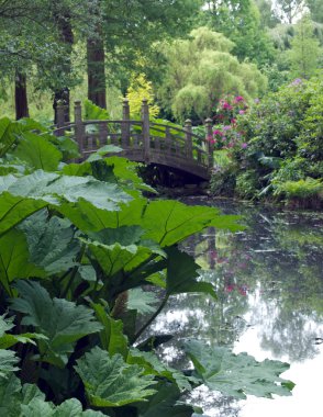 Gunnera