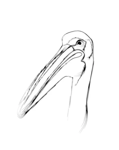 鉛筆デッサンとして様式化されたペリカン鳥 — ストックベクタ