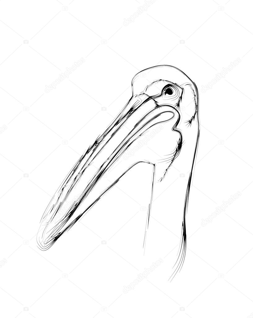 Pelican bird stylized as pencil drawing
