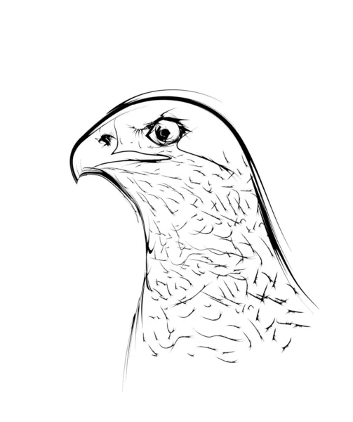 鉛筆デッサンとして様式化されたワシ鳥 — ストックベクタ