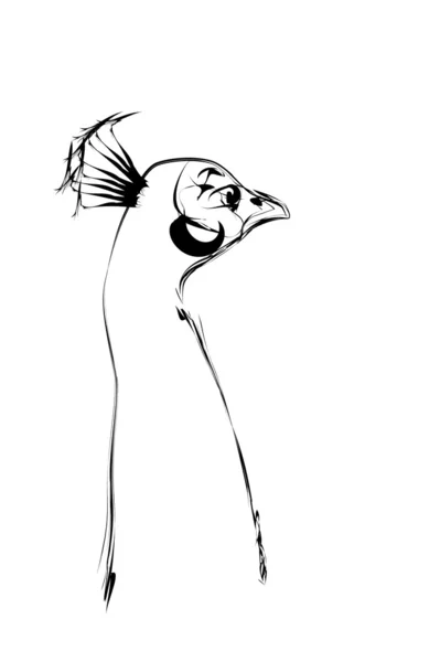 Павлинья птица, стилизованная под карандашный рисунок — стоковый вектор
