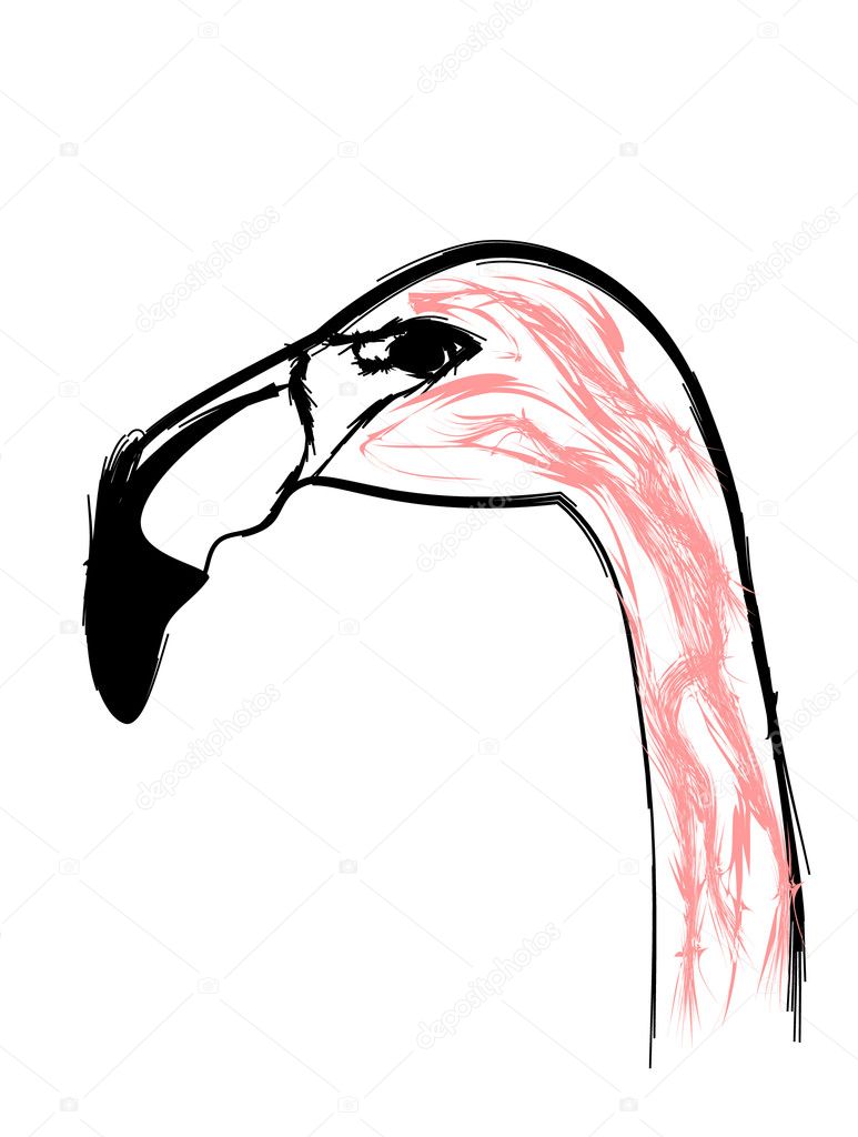 Flamingo bird stylized as pencil drawing