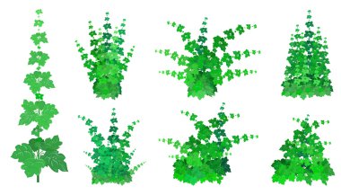 Set of bushes clipart