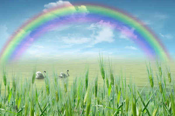 Kuğular ve rainbow ile göl — Stok fotoğraf