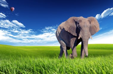 African elephant (Loxodonta africana) clipart