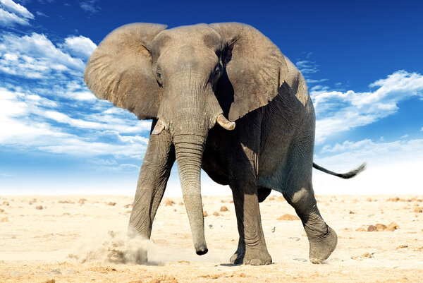 African elephant (Loxodonta africana). Animal in the wild with blue sky and cloud in the background