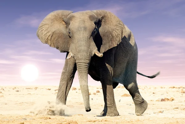 Elefante africano (Loxodonta africana) — Fotografia de Stock