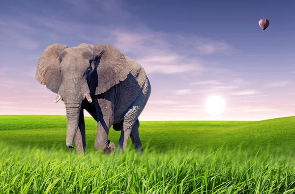 Afrikai elefánt (Loxodonta africana) — Stock Fotó