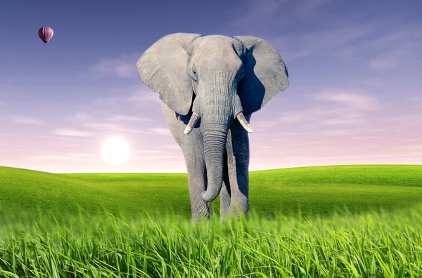 Afrikai elefánt (Loxodonta africana) — Stock Fotó