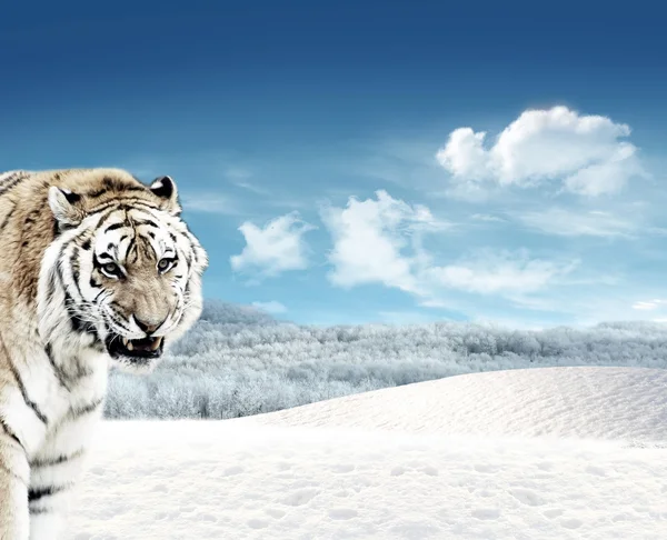 Tijger (Panthera tigris) en sneeuw — Stockfoto