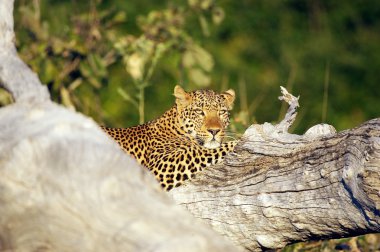 Leoparı (Panthera pardus)