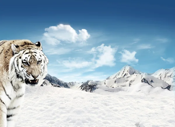 Tijger (Panthera tigris) en bergen met sneeuw — Stockfoto