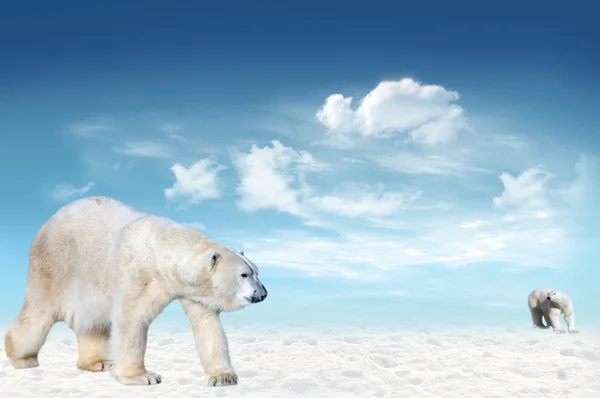 Polar bears (Ursus maritimus) Rechtenvrije Stockafbeeldingen