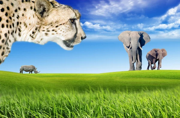 Afrika savana hayvanlar ile — Stok fotoğraf