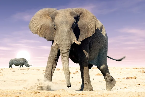 Afrikanischer Elefant (loxodonta africana) und Breitmaulnashorn (cer — Stockfoto