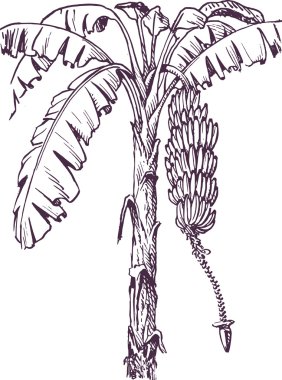 Banana tree clipart