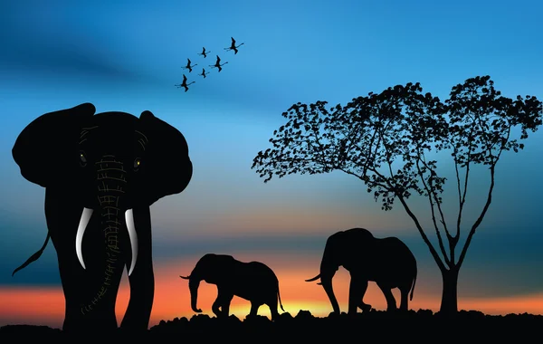 Afrikaanse olifanten in de savanne — Stockvector