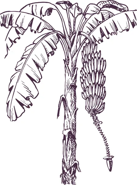 Árbol de plátano — Vector de stock
