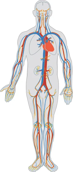 Human body and blood circulation — Stock Vector