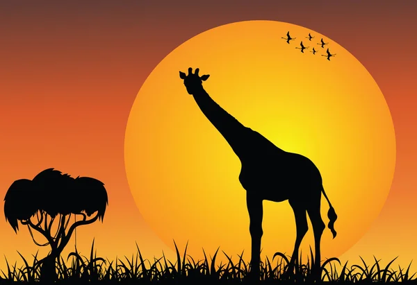 Afrika savana, zürafa — Stok Vektör