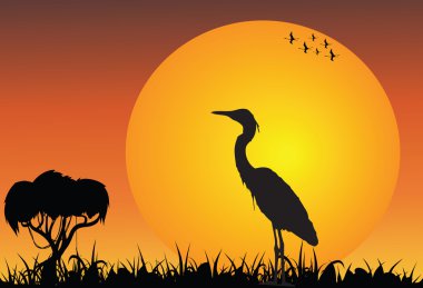 heron ile Afrika savana