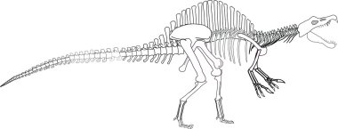 Dinosaur skeleton clipart