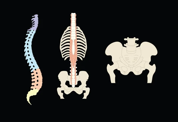 Huesos humanos — Archivo Imágenes Vectoriales