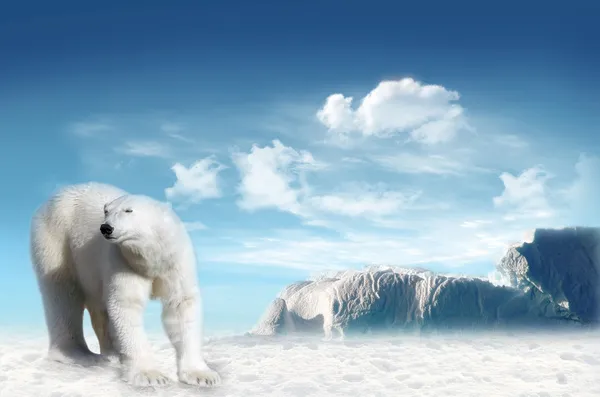 หมีขั้วโลก ) — ภาพถ่ายสต็อก