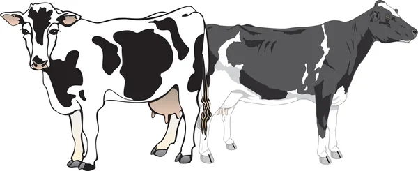 Sığırlar — Stok Vektör