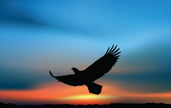 Hawk på soluppgången — Stock vektor
