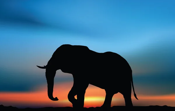 Afrikaanse olifant bij dageraad — Stockvector