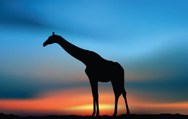 Giraffe bij de zonsondergang — Stockvector
