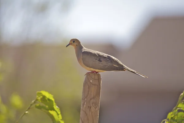 Mourning dove på post — Stockfoto