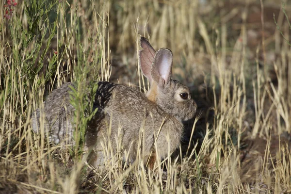Cottontail Rabbit in Grass — Stock Photo, Image