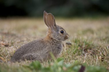 Genç tavşan tavşan
