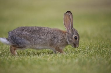 tavşan tavşan kaçmak için hazır