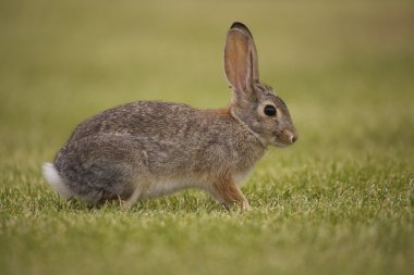 Uyarı tavşan tavşan