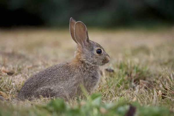 若いワタオウサギ ウサギ — ストック写真