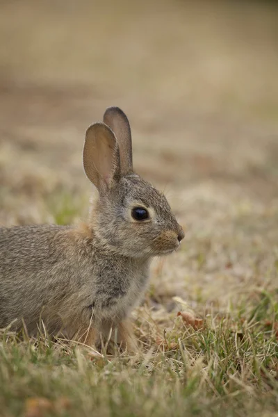ワタオウサギ ウサギをクローズ アップ — ストック写真