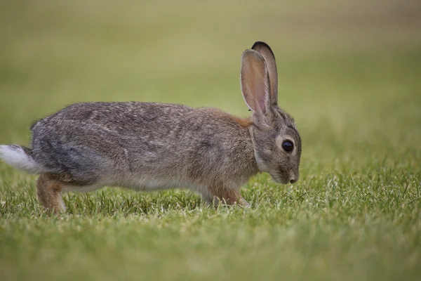 Cottontail Rabbit Ready to Flee — Stock Photo, Image