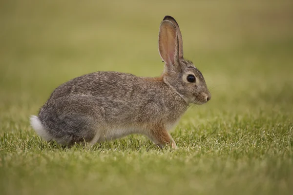 경고 Cottontail 토끼 — 스톡 사진