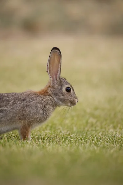 Tavşan tavşan yakın çekim — Stok fotoğraf