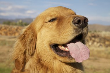 Golden retriever portre