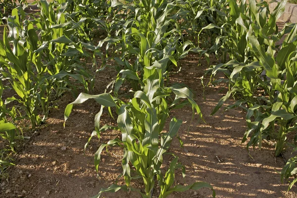 stock image Sweet Corn Plants in Garden