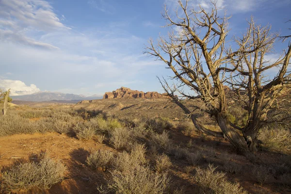 stock image Arches National Park Landscape