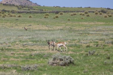 pronghorn antilop dolar